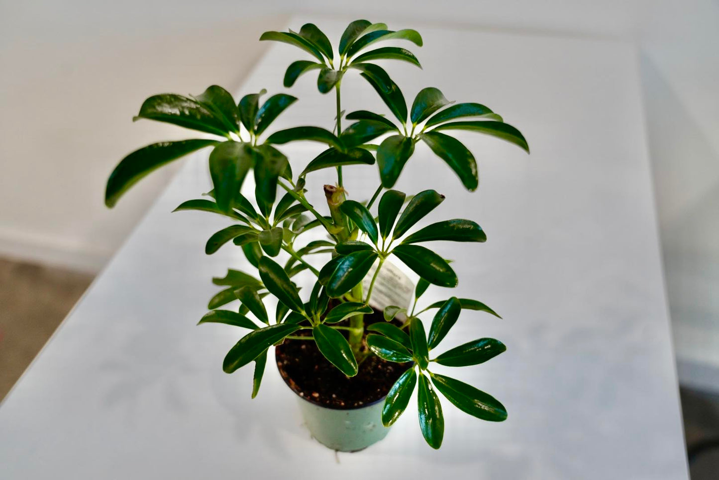 4-Inch Umbrella Tree Plant – Elegant Indoor Foliage with Easy Care