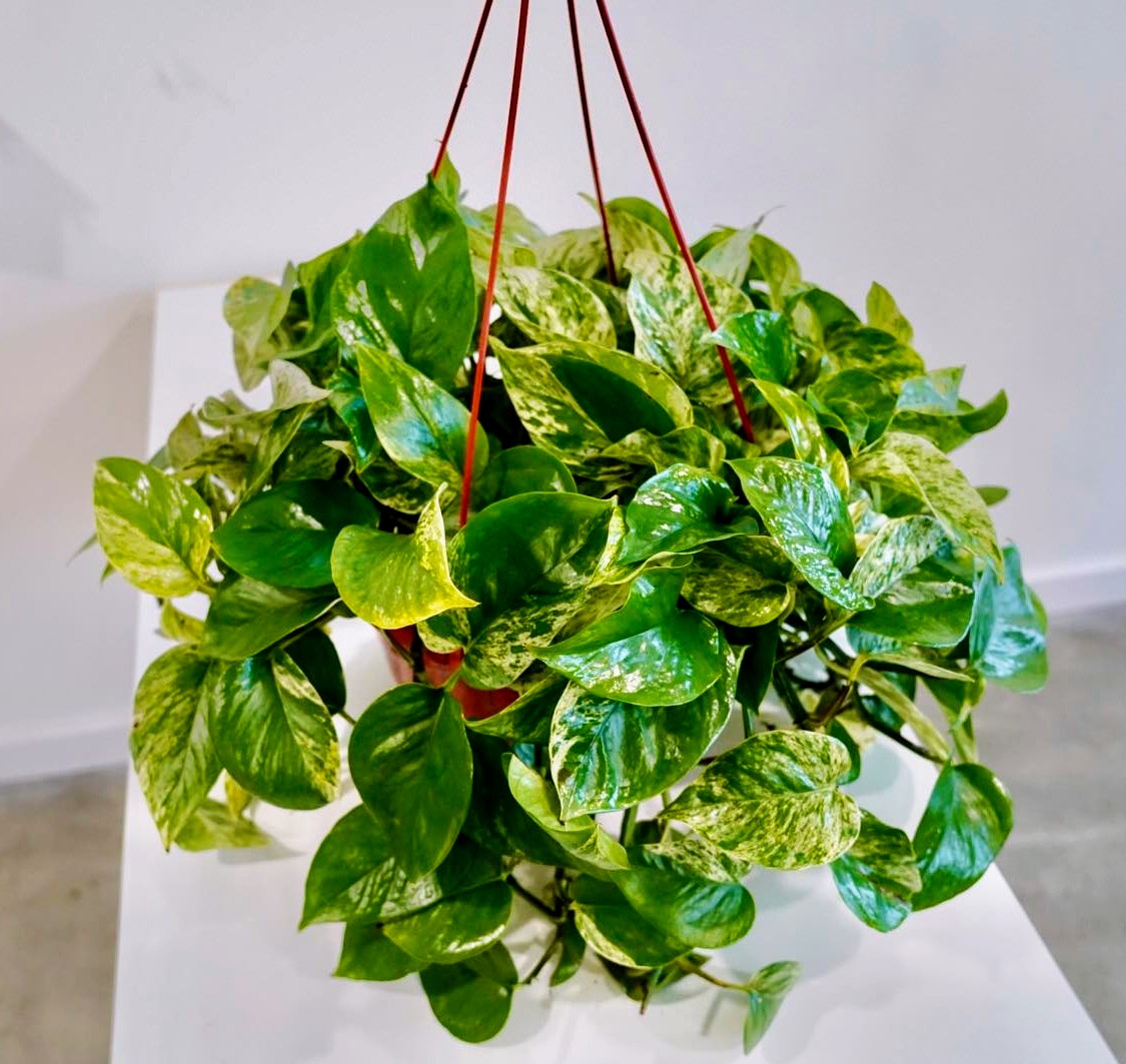 12” Hanging Pothos – Low-Maintenance & Air-Purifying!