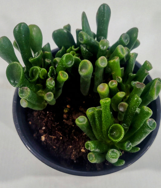 4” Jade Plant – Low Maintenance & Lucky!