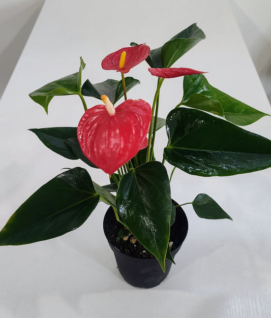 4” Red Anthurium Plant – Easy Care & Stunning Blooms!